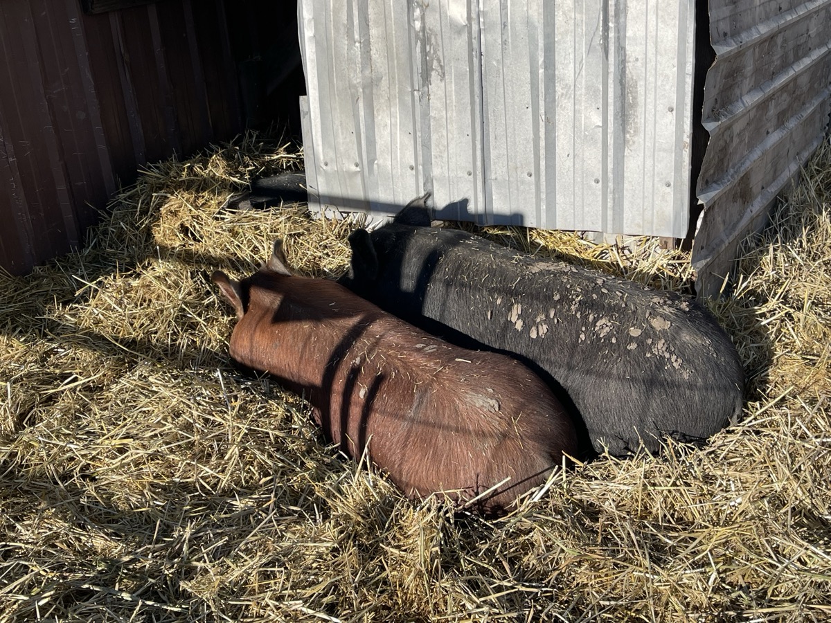 Hogs resting in straw